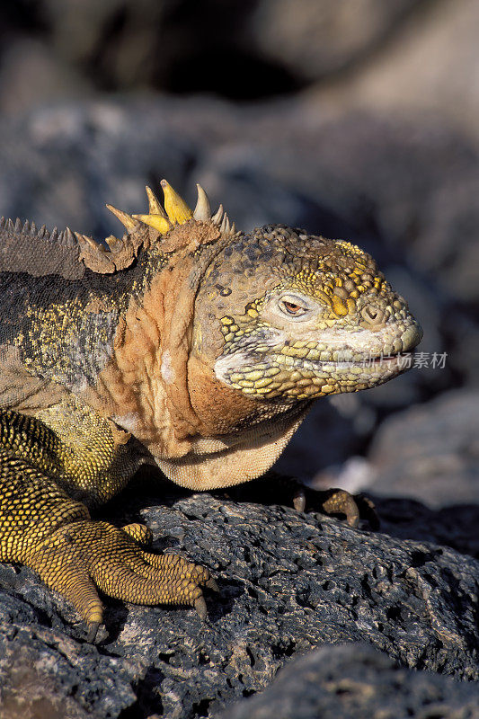 Galápagos陆地鬣蜥(Conolophus subcristatus)是鬣蜥科中一种非常大的蜥蜴。南广场岛，厄瓜多尔。加拉帕戈斯群岛国家公园。吃东西。